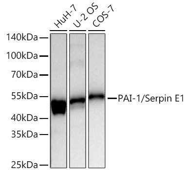 PAI-1/Serpin E1 Rabbit Monoclonal Antibody