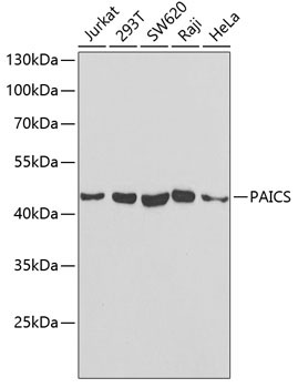 PAICS Rabbit Polyclonal Antibody