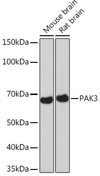 PAK3 Rabbit Monoclonal Antibody