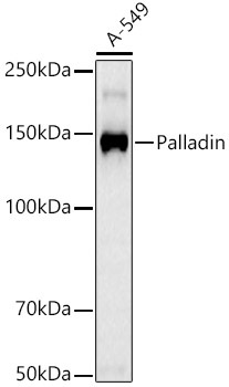 Palladin Rabbit Monoclonal Antibody