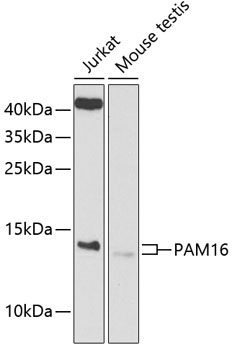 PAM16 Rabbit Polyclonal Antibody