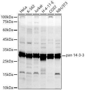 pan 14-3-3 Rabbit Polyclonal Antibody