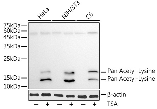 Pan Acetyl-Lysine Mouse Monoclonal Antibody