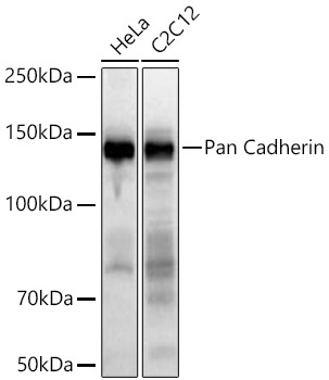 Pan Cadherin Rabbit Monoclonal Antibody