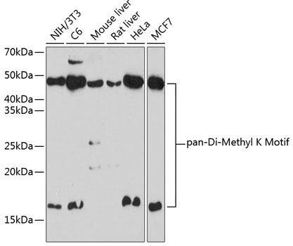 Pan DiMethyl-lysine Rabbit Polyclonal Antibody