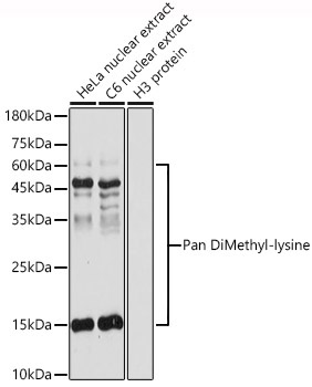 Pan DiMethyl-lysine Rabbit Polyclonal Antibody