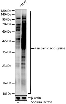 Pan Lactic acid-Lysine Rabbit Polyclonal Antibody
