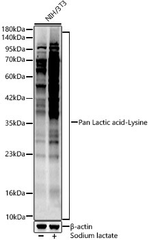 Pan Lactic acid-Lysine Rabbit Polyclonal Antibody - Image 2