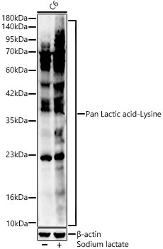 Pan Lactic acid-Lysine Rabbit Polyclonal Antibody - Image 3