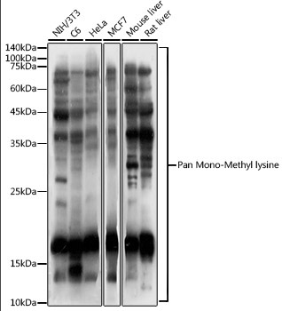 Pan Mono-Methyl lysine Rabbit Polyclonal Antibody