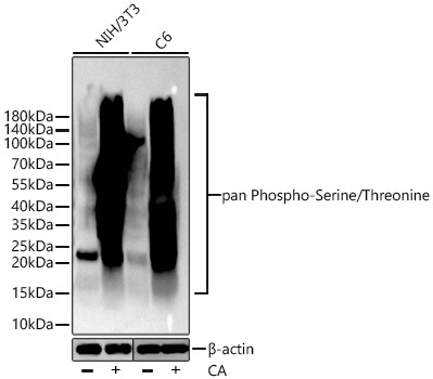 pan Phospho-Serine/Threonine Mouse Monoclonal Antibody
