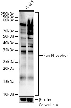 Pan Phospho-T Rabbit Polyclonal Antibody