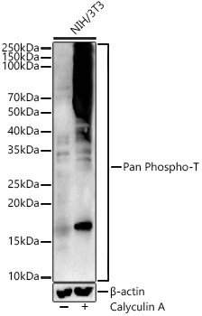 Pan Phospho-T Rabbit Polyclonal Antibody - Image 2