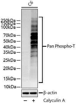 Pan Phospho-T Rabbit Polyclonal Antibody - Image 3