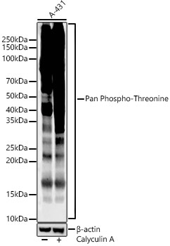 Pan Phospho-Threonine Rabbit Monoclonal Antibody