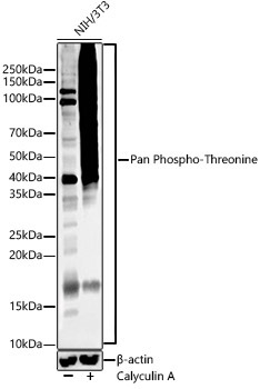 Pan Phospho-Threonine Rabbit Monoclonal Antibody - Image 2