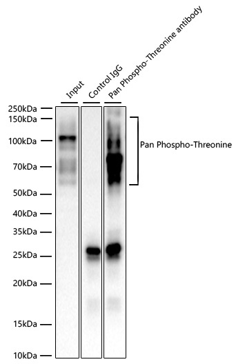 Pan Phospho-Threonine Rabbit Monoclonal Antibody - Image 3