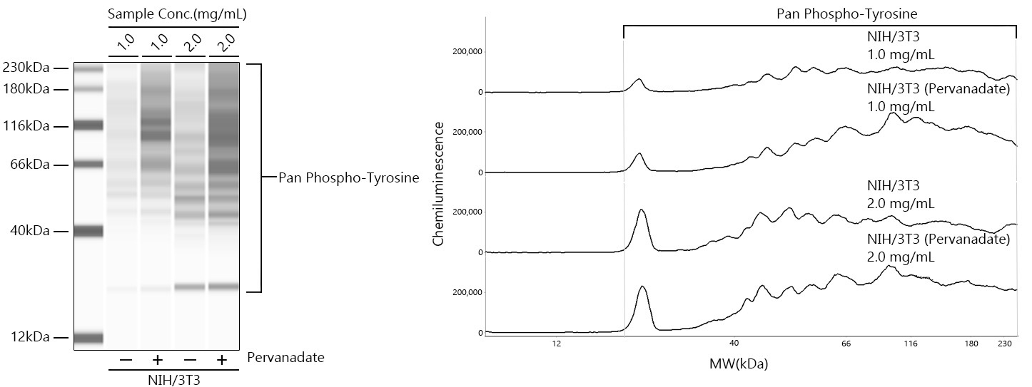 Pan Phospho-Tyrosine Mouse Monoclonal Antibody
