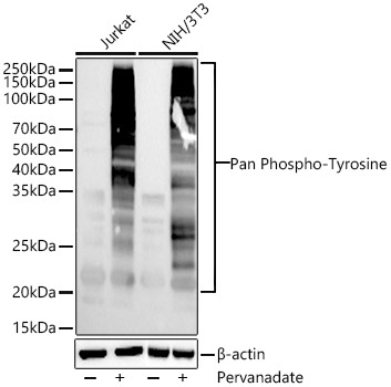 Pan Phospho-Tyrosine Mouse Monoclonal Antibody - Image 2