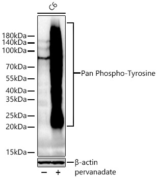Pan Phospho-Tyrosine Mouse Monoclonal Antibody - Image 3