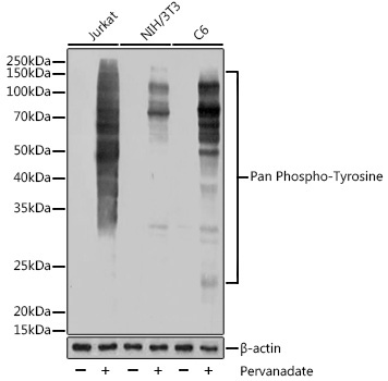 Pan Phospho-Tyrosine Rabbit Monoclonal Antibody