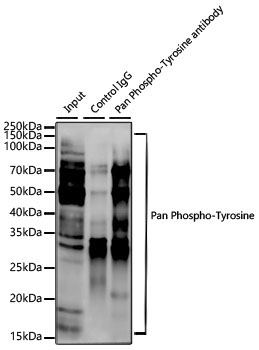 Pan Phospho-Tyrosine Rabbit Monoclonal Antibody - Image 2