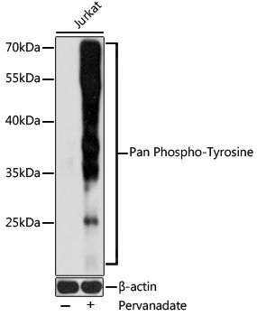 Pan Phospho-Tyrosine Rabbit Polyclonal Antibody