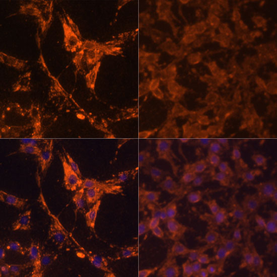 Pan Phospho-Tyrosine Rabbit Polyclonal Antibody - Image 2