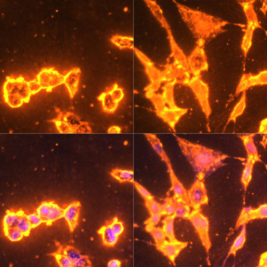 Pan Phospho-Tyrosine Rabbit Polyclonal Antibody - Image 3