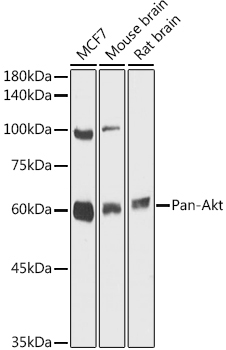 Pan-Akt Rabbit Polyclonal Antibody