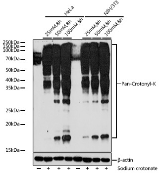 Pan-Crotonyl-K Rabbit Polyclonal Antibody