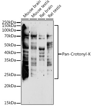 Pan-Crotonyl-K Rabbit Polyclonal Antibody - Image 2