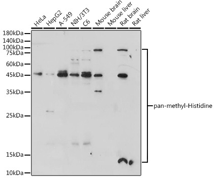 pan-methyl-Histidine Rabbit Polyclonal Antibody