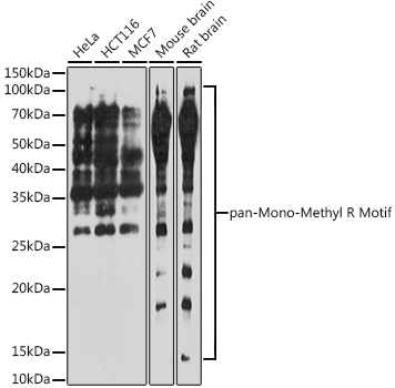 pan-Mono-Methyl Arginine Motif Rabbit Polyclonal Antibody