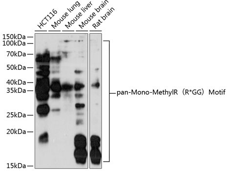 pan-Mono-MethylR?R*GG?Motif Rabbit Polyclonal Antibody