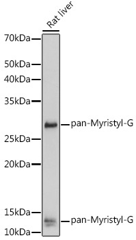 pan-Myristyl-G Rabbit Polyclonal Antibody