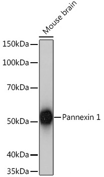 Pannexin 1 Rabbit Monoclonal Antibody