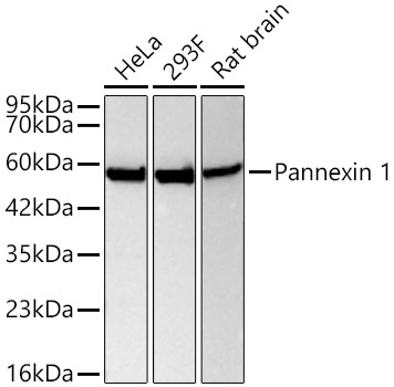 Pannexin 1 Rabbit Monoclonal Antibody - Image 2