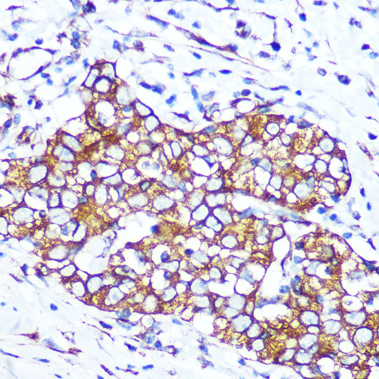 Pannexin 1 Rabbit Monoclonal Antibody - Image 3