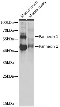 Pannexin 1 Rabbit Polyclonal Antibody