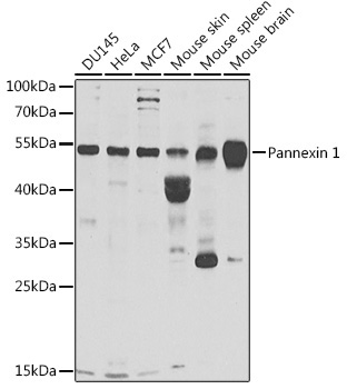 Pannexin 1 Rabbit Polyclonal Antibody