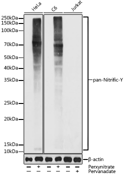 pan-Nitrific-Y Rabbit Polyclonal Antibody