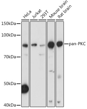 pan-PKC Rabbit Polyclonal Antibody