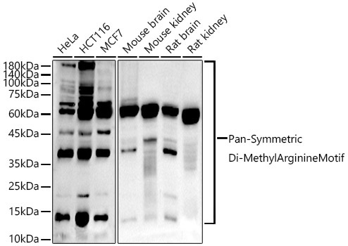 Pan-Symmetric Di-Methyl Arginine Motif Rabbit Monoclonal Antibody