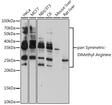 pan-Symmetric Di-Methyl Arginine Rabbit Polyclonal Antibody