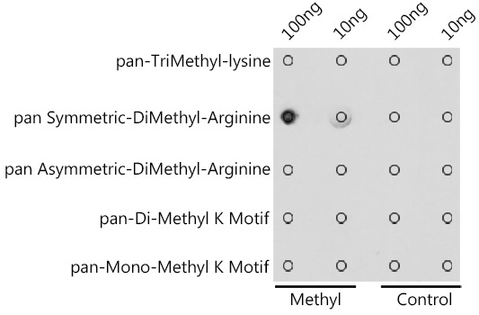 pan-Symmetric Di-Methyl Arginine Rabbit Polyclonal Antibody - Image 2