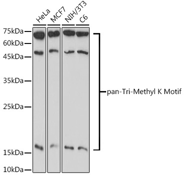 pan-Tri-Methyl lysine Rabbit Polyclonal Antibody