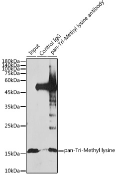 pan-Tri-Methyl lysine Rabbit Polyclonal Antibody - Image 2