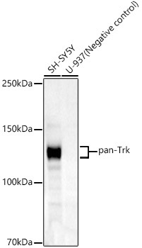 pan-Trk Rabbit Monoclonal Antibody - Image 2