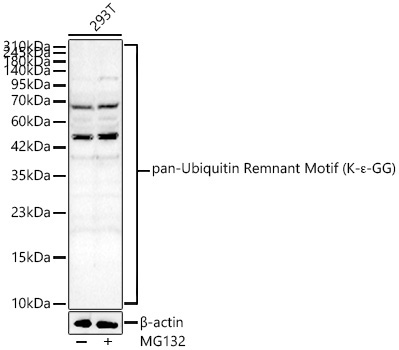 pan-Ubiquitin Remnant Motif (K-?-GG) Rabbit Polyclonal Antibody
